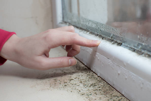 Best Post-Construction Mold Inspection  in Norwood Young America, MN